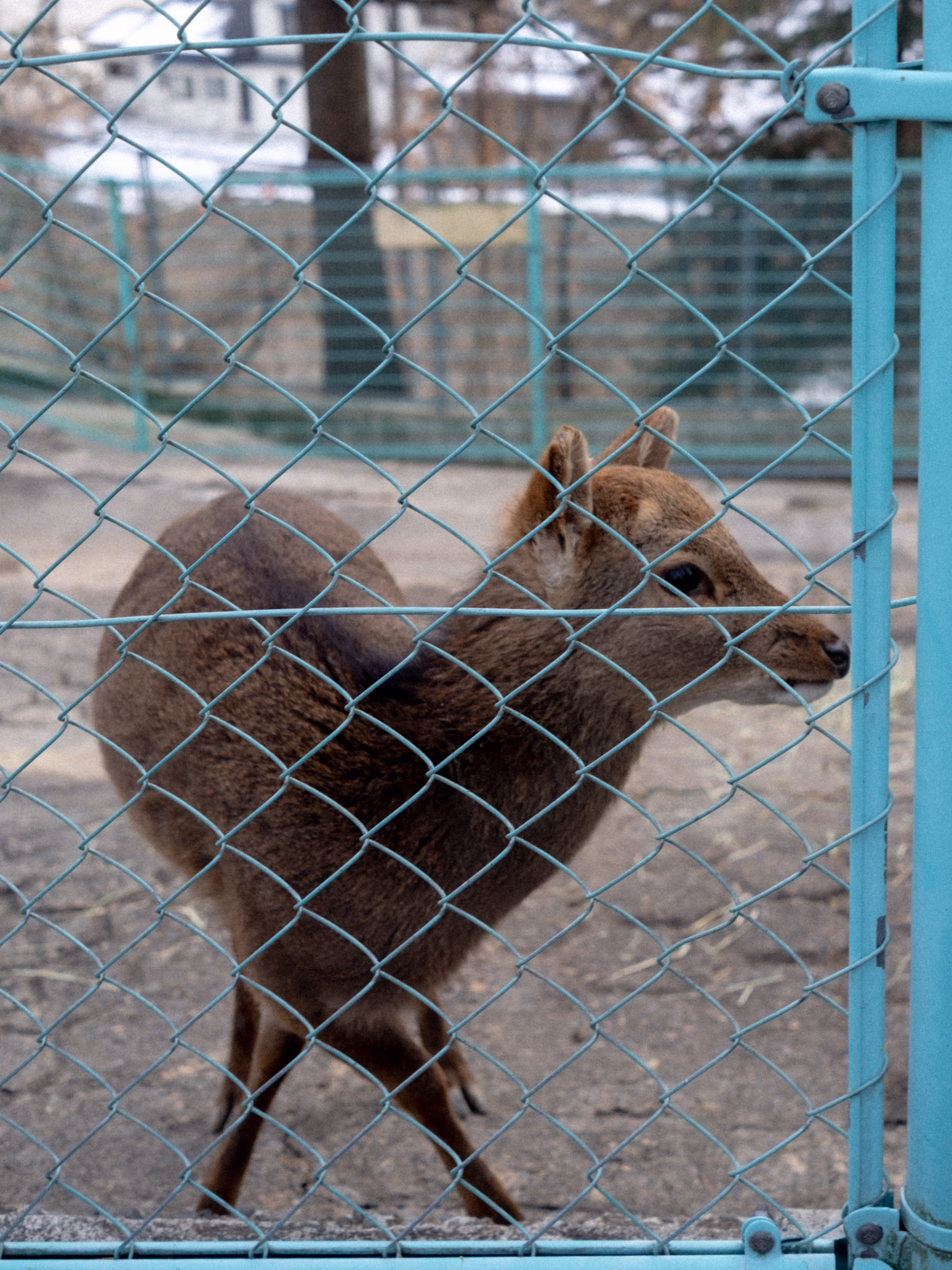 シカの体が偶然にもハートの形になっていました ❤️🦌
