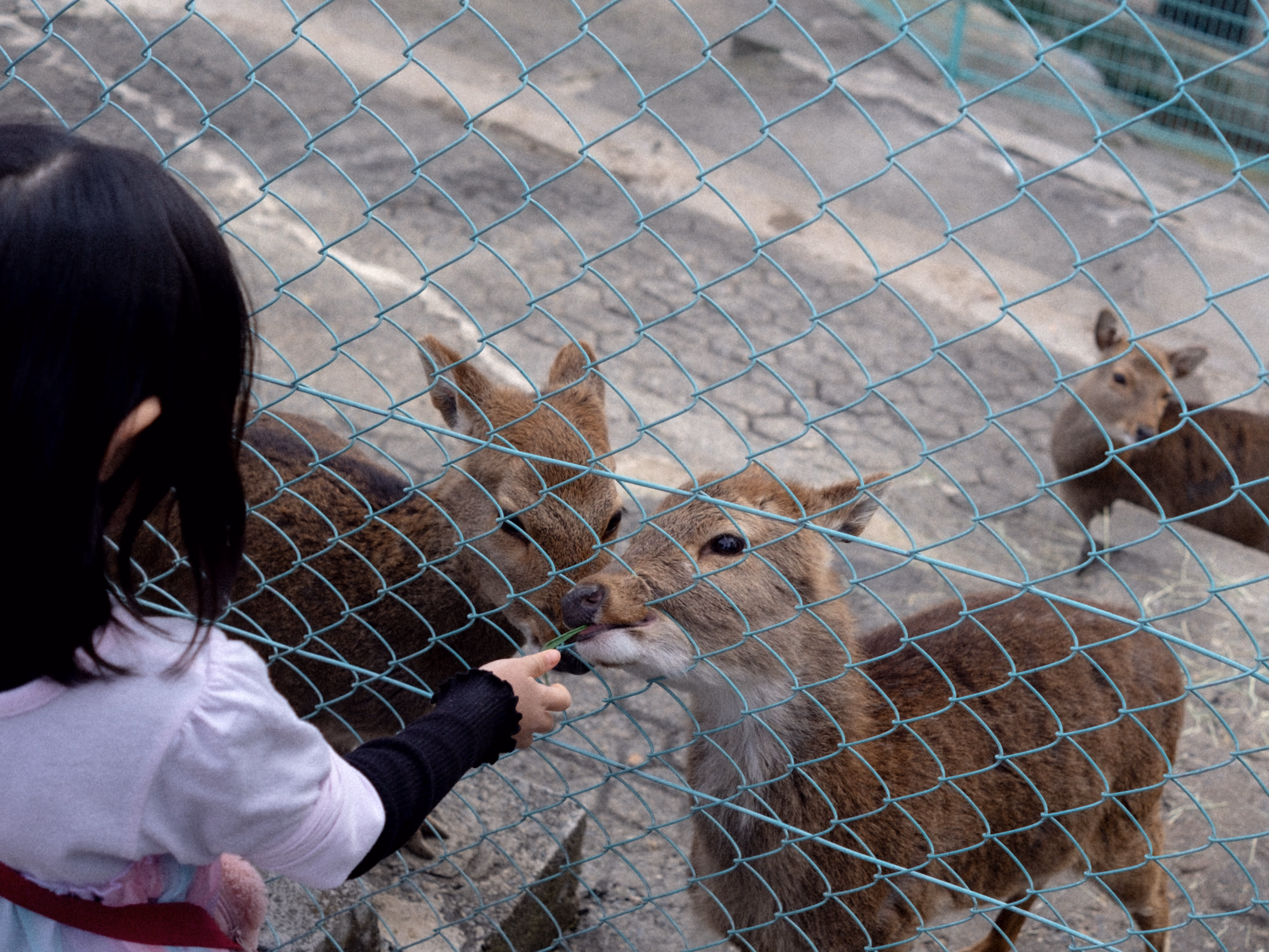 お金を払えばシカに餌をあげることもできます。